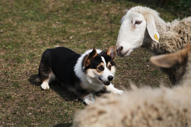 Een mooie en intelligente kleine herdershond Pembroke zwarte driekleurige Welsh Corgi-puppy