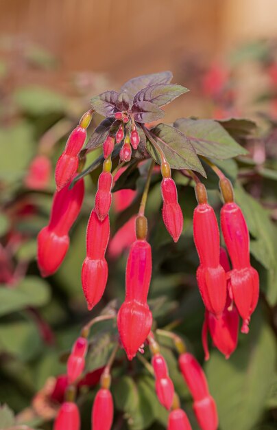 Een mooie fuchsia bloem met licht