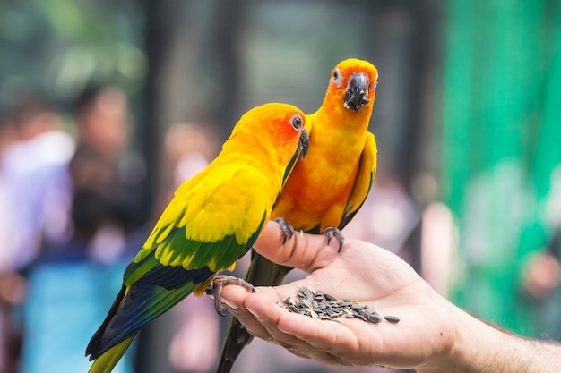 Een mooie gekleurde papegaai die voedsel in zijn hand eet