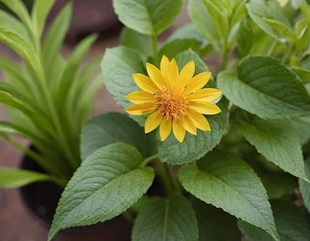 Foto een mooie gele bloem in de tuin