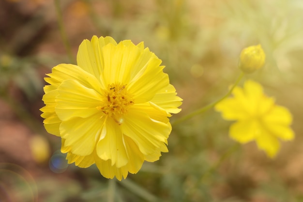 Een mooie gele kosmosbloem in ochtendzonlicht