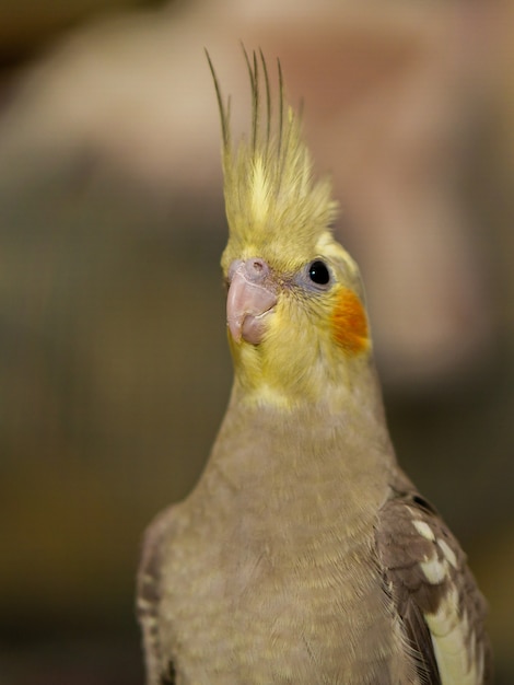 Een mooie gele vogel met een onscherpe achtergrond