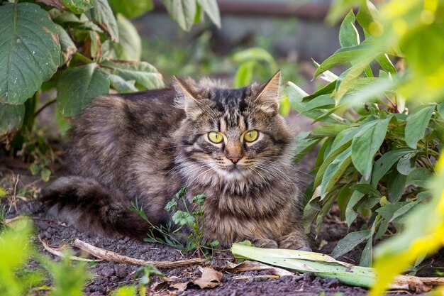 Een mooie gestreepte kat met grote ogen, zittend op de grond in de tuin