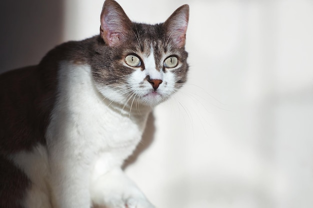 Een mooie, goed verzorgde grijze kat kijkt geïnteresseerd weg Een huisdier op een lichte achtergrond met ruimte voor het ontwerp van reclameproducten