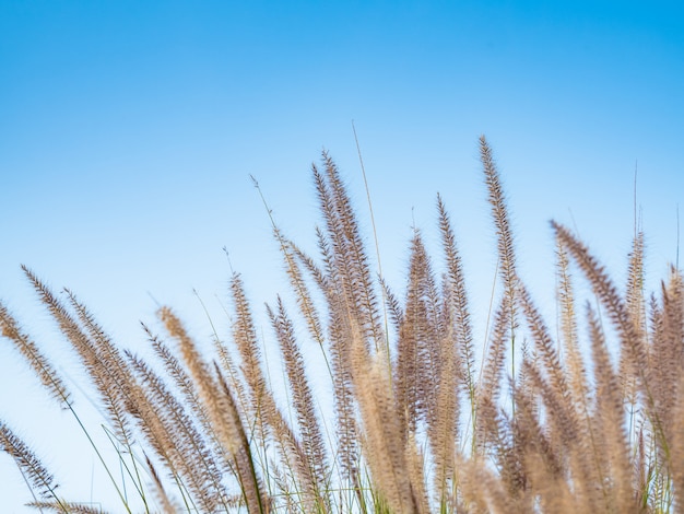 Een mooie grasbloem in de dag