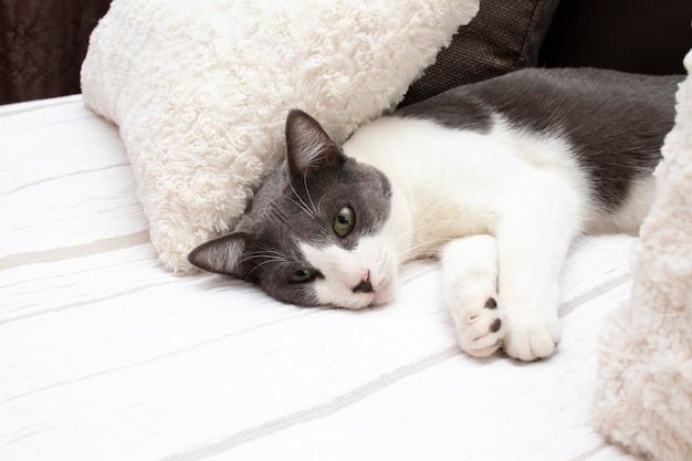 Een mooie grijze en witte kat met groene ogen die op een bed in een slaapkamer liggen. Welzijnsconcept.
