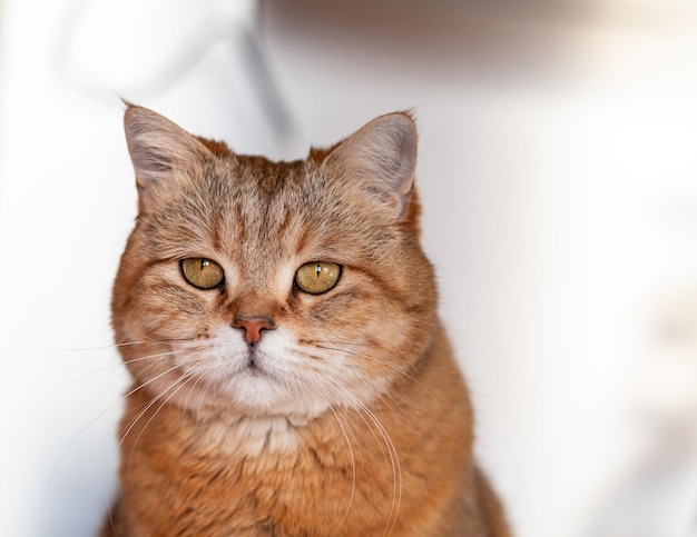 Een mooie grijze kat in close-up ligt en rust op de vensterbank van het huis.