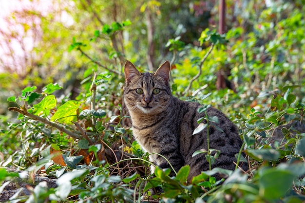 Een mooie grijze kat zit in een struikgewas van wilde vegetatie in het bos en kijkt in de camera Portret van een grijze kat