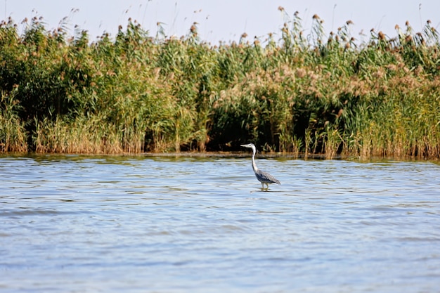 Een mooie grijze reiger die in het meer vist, is een fauna in zijn natuurlijke habitat. Wildlife concept. Zachte selectieve aandacht.