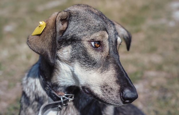 Een mooie grijze straathond met droevige ogen. Aanbiddelijke hond zonder ras. De trouwe en loyale blik van