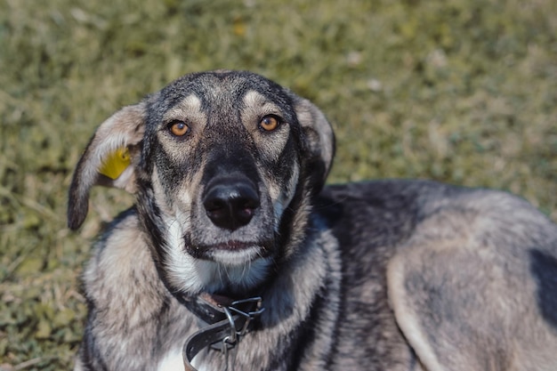 Een mooie grijze straathond met droevige ogen. Aanbiddelijke hond zonder ras. De trouwe en loyale blik van