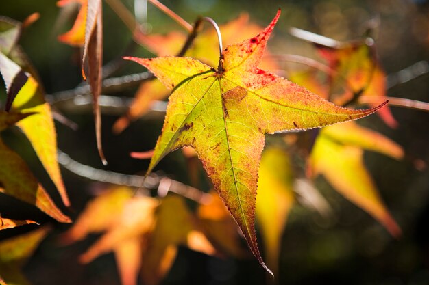 Een mooie herfst achtergrond met vallende bladeren.