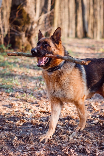 Een mooie hond bij zonsondergang in het bos draagt de stok van zijn meester om mee te spelen