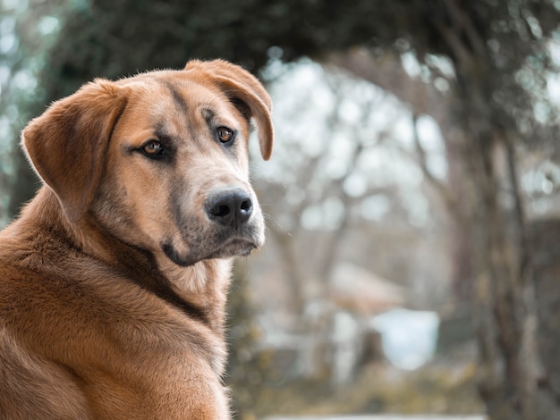 Een mooie hond die naar de camera kijkt