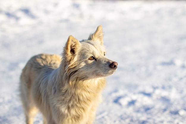 Een mooie hond staat in de winter in de sneeuw en kijkt. In de winter heeft de hond het niet koud.