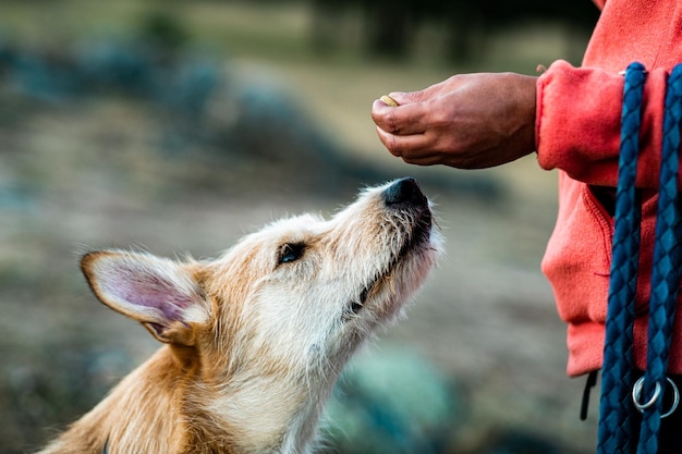 Een mooie hond wacht op zijn traktatie