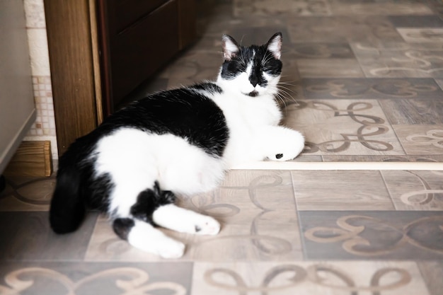 Een mooie huiskat rust in een lichte kamer een zwart-witte korthaar kat met gele ogen die naar de camera kijken
