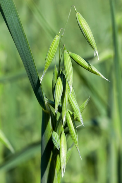 Een mooie jonge haver-mok in het zomerseizoen, een plant met een groene kleur is niet volwassen