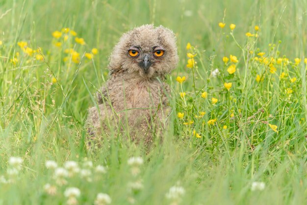 Een mooie jonge jonge Europese Oehoe (Bubo bubo) zittend in hoog gras