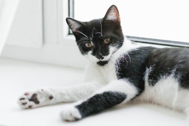 Een mooie jonge kitten in zwart-wit ligt op het raam Home favoriete huisdier