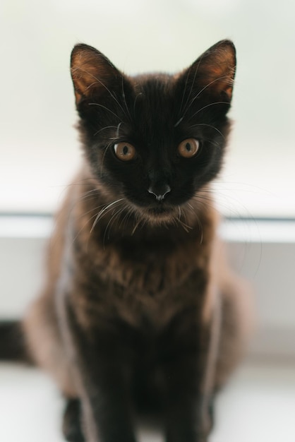 Een mooie jonge kitten van zwarte of bruine kleur zit op het raam Home favoriete huisdier