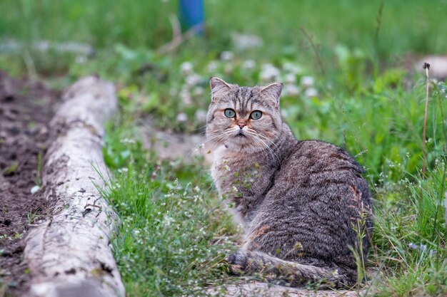 Een mooie kat loopt alleen in de tuin in de natuur