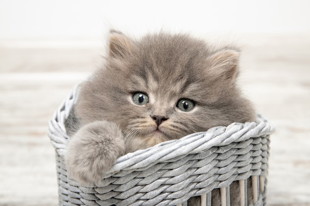 Een mooie kitten met blauwe ogen zit in een mandje. Detailopname