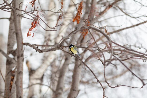 Een mooie kleine mees zit in de winter op een tak en vliegt naar voedsel. Andere vogels zitten