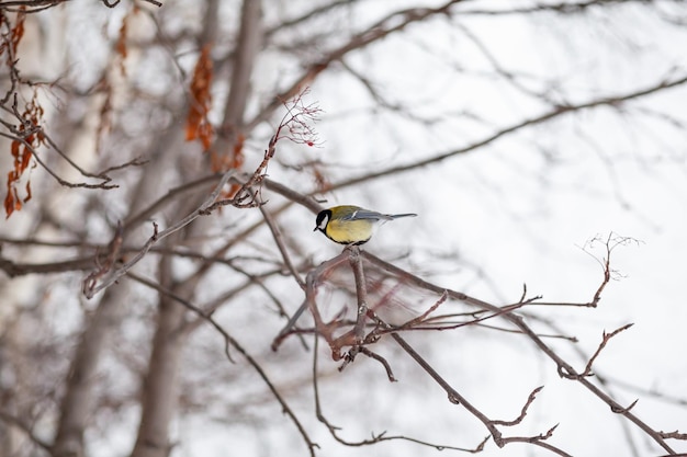 Een mooie kleine mees zit in de winter op een tak en vliegt naar voedsel. Andere vogels zitten