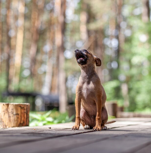 Een mooie kleine toy Terriër hond buiten op zonnige zomerdag Puppy wandelen en spelen in de natuur