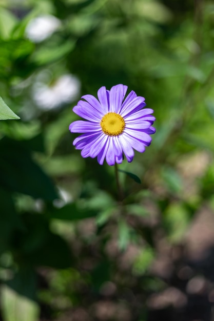 Een mooie paarse bloem in een botanische tuin buiten in de natuur