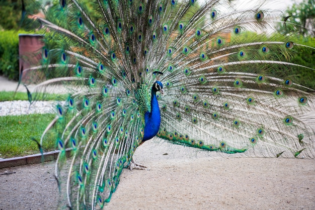 Een mooie pauw in de Waldstein-tuin in Praag in Tsjechië