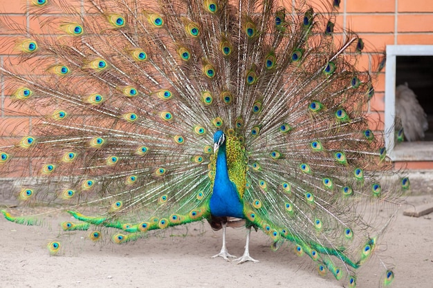 Een mooie pauw met pluizige staart in de dierentuin Het mannetje trekt het vrouwtje aan