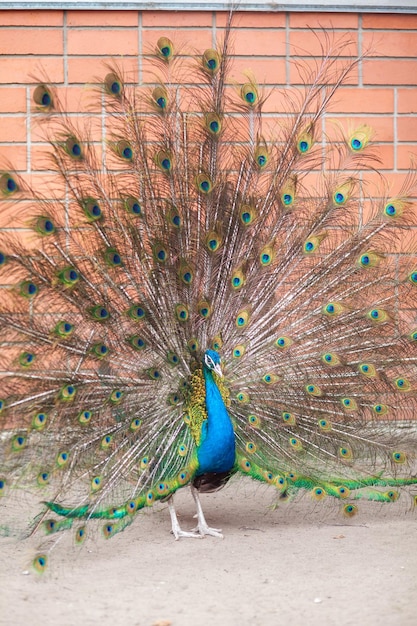 Een mooie pauw met pluizige staart in de dierentuin Het mannetje trekt het vrouwtje aan