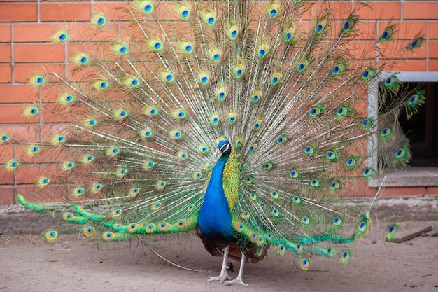 Een mooie pauw met pluizige staart in de dierentuin Het mannetje trekt het vrouwtje aan