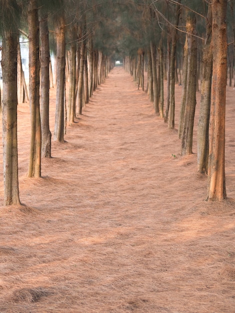 Een mooie pijnboom in Azië