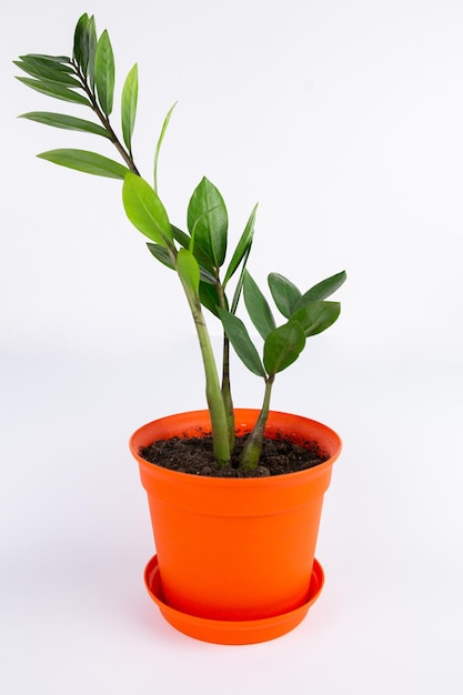 Een mooie plant palmboom met oranje bloempot op witte achtergrond