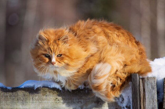 Een mooie pluizige rode kat zit op een houten hek. Huisdier loopt op straat. Hoge kwaliteit foto