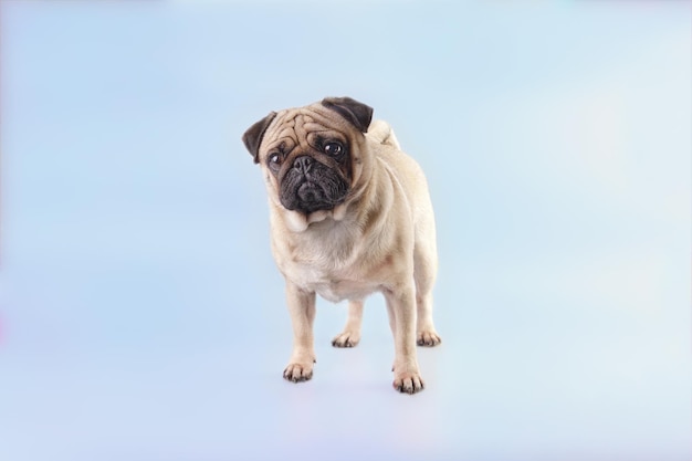 Een mooie Pug-hond staat en kijkt vooruit Vooraanzicht