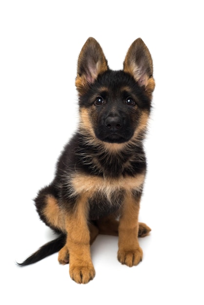 Een mooie puppy is de Duitse herder, geïsoleerd op een witte achtergrond. Pluizige hond close-up van bruine en zwarte kleur