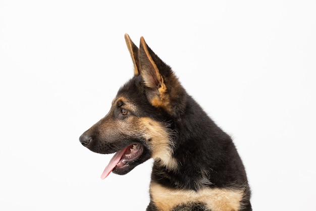 Een mooie puppy is de Duitse herder, geïsoleerd op een witte achtergrond. Pluizige hond close-up van bruine en zwarte kleur