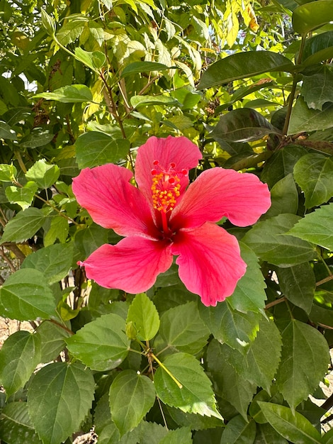 Een mooie rode bloem Hibiscus