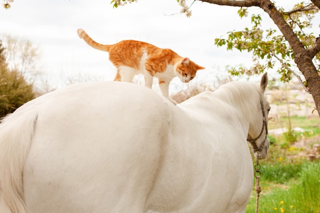 Een mooie rode kat zit op de rug van het paard