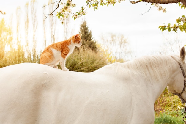 Een mooie rode kat zit op de rug van het paard