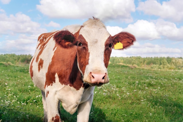 Foto een mooie rode koe tegen de achtergrond van de lucht en het groene gras