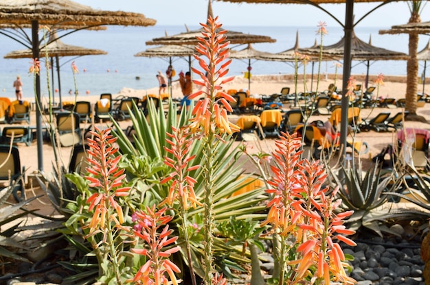 Een mooie rode plant een bloem op de achtergrond van een tropisch zandstrand op vakantie een tropisch