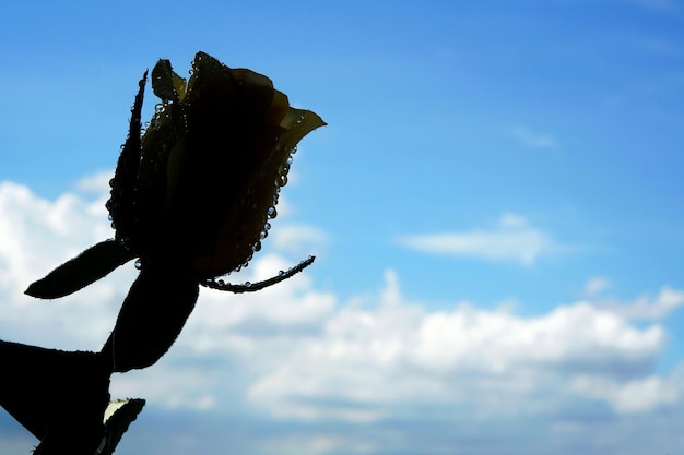 Een mooie roze bloem in tegenlicht met vage wolken op blauwe hemelachtergrond