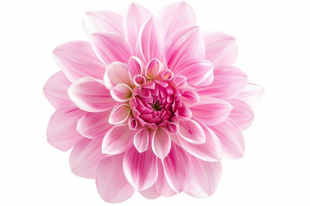 Een mooie roze dahlia bloem.