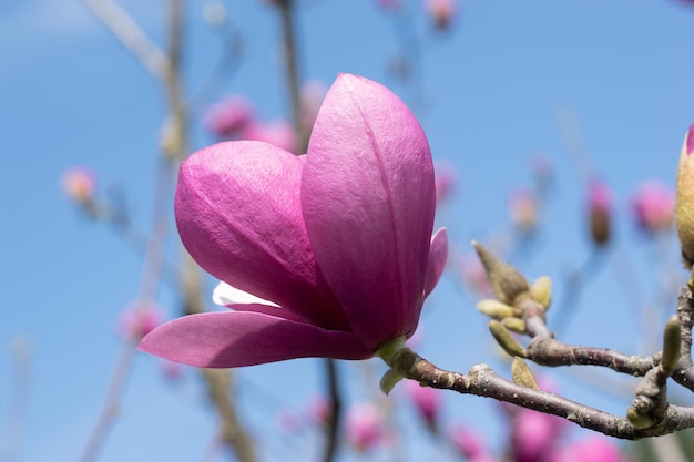 Een mooie roze magnolia bloem tegen een blauwe hemel close-up