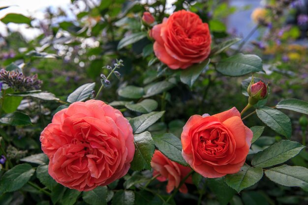 Een mooie roze roos in een tuin.